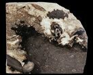 Fossil Pine Cones In Cross-Section (Old Collection) - Washington #66308-1